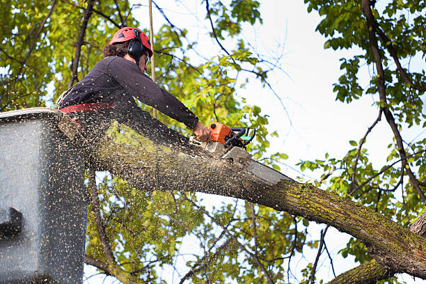 Best Tree Health Inspection  in Eerlin, ND