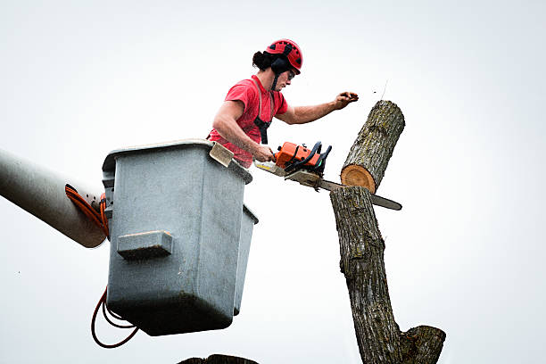 Best Stump Grinding and Removal  in Eerlin, ND